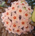 /album/asclepiadaceae/hoya-carnosa-in-fiore-jpg/
